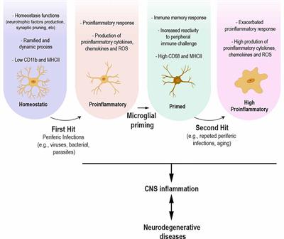 Frontiers Microglial Priming In Infections And Its Risk To